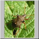 Picromerus bidens - Zweizaehnige Dornwanze 04.jpg